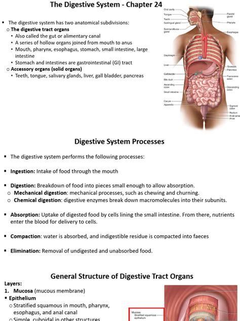 file chap024 chapter 24 digestive system PDF