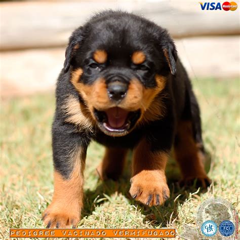 filhote de rottweiler para venda