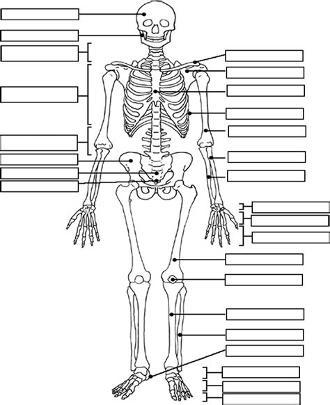 fill in skeleton diagram pdf Kindle Editon