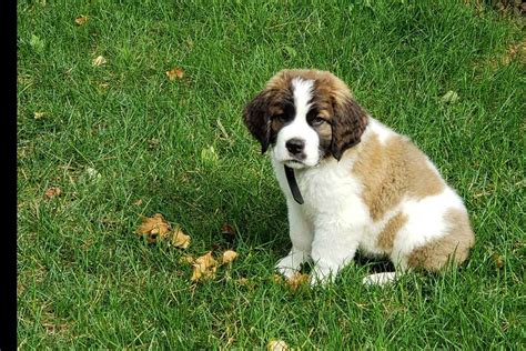 find a st bernard puppy