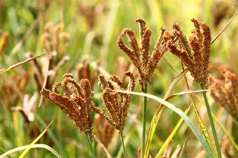 finger millet