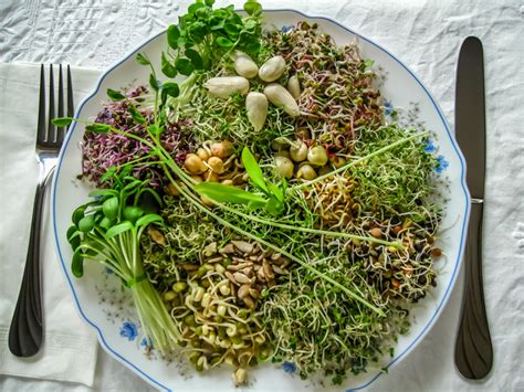 fionasprouts: Unleashing the Potential of Superfood Sprouts