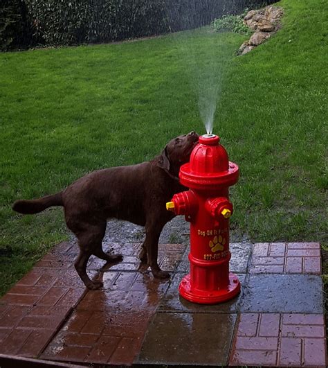 fire hydrant for dogs