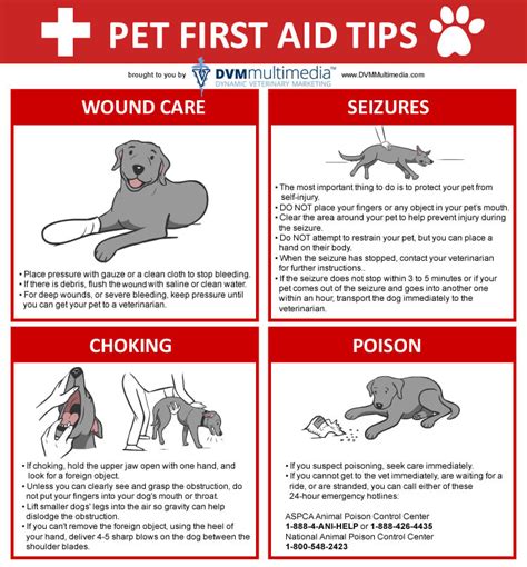 first aid for dogs the essential quick reference guide Doc
