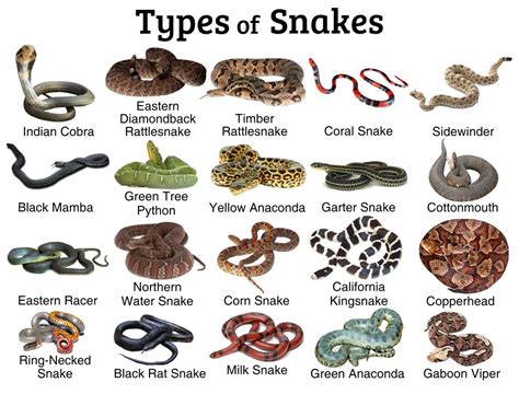 first facts about snakes and other reptiles Kindle Editon