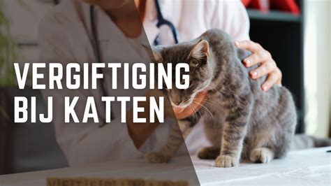 fitness voor katten het totale traningsprogramma voor uw kat Doc