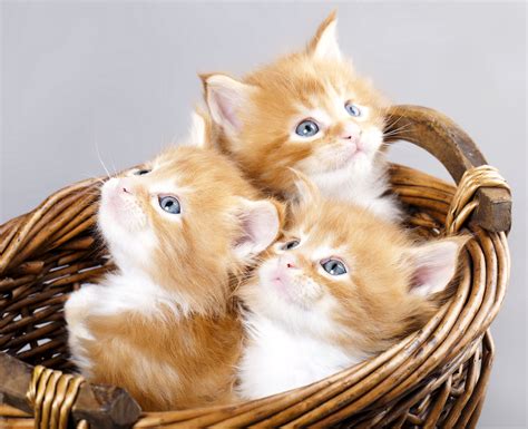 five little kitty cats Epub
