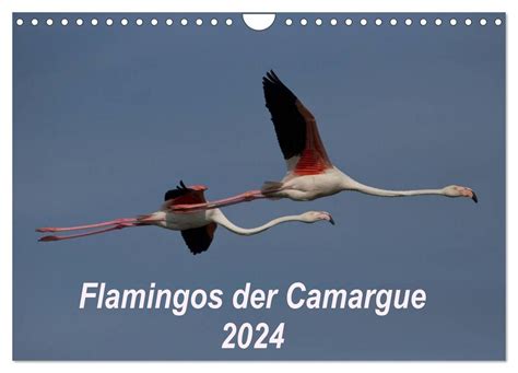 flamingos camargue 2016 wandkalender quer Kindle Editon