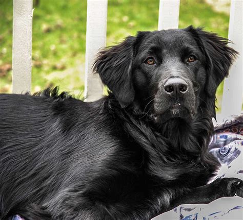 flat back retriever