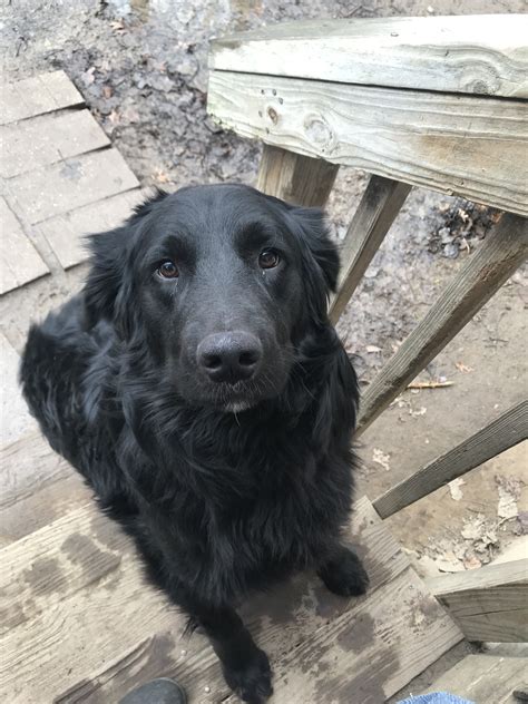 flat coated retriever adoption