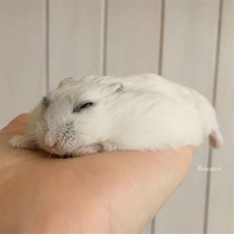 flat hamsters