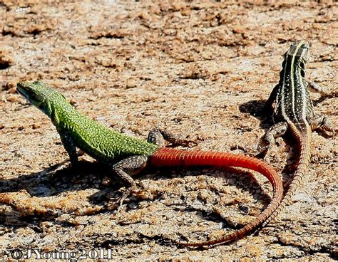 flat lizard traits