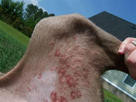 flea bites on dogs