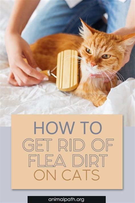 flea dirt on cats