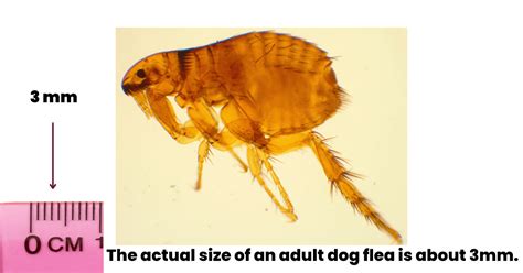 flea pictures actual size