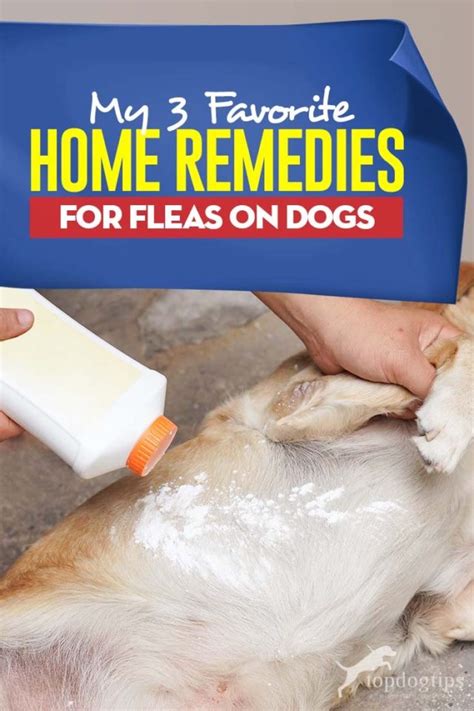 flea remedies for dogs