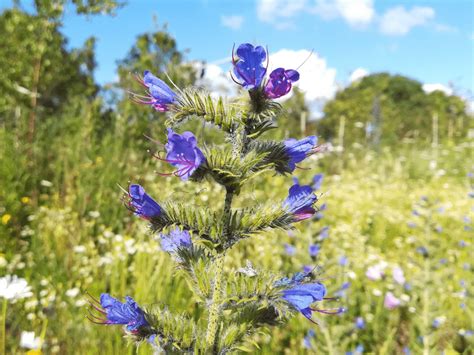 fleur bloemen en planten van a tot z echium tm eunymus oktober nrr11 Epub