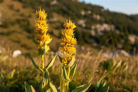 fleurs des alpages ii Kindle Editon