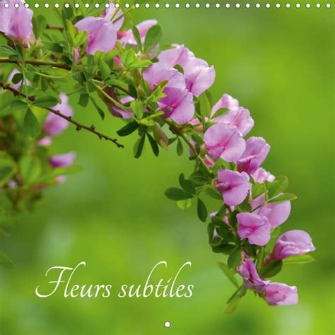fleurs subtiles 2016 rencontre subtilite PDF