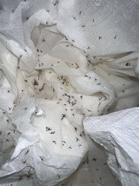 flies in room niothing in there