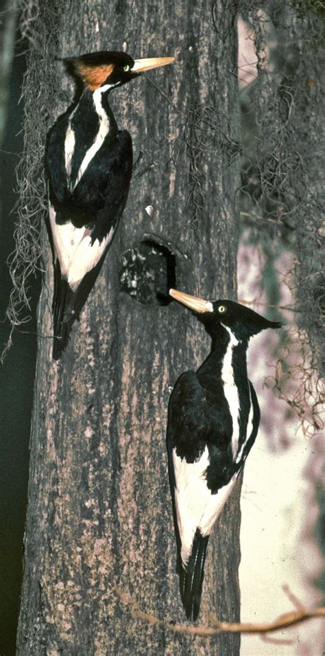 flight billed woodpecker endangered species Doc