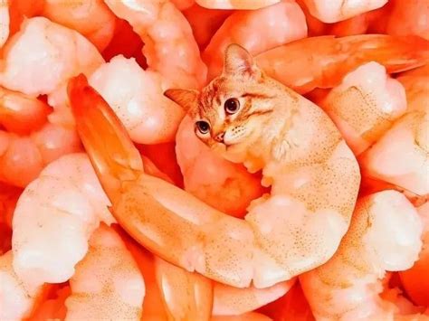 floor shrimp cat