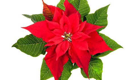 flor do natal