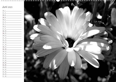 florale kontraste schwarz wei wandkalender 2016 Reader