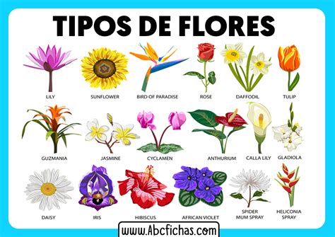 flores tipos