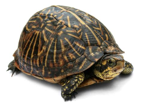 florida box turtle