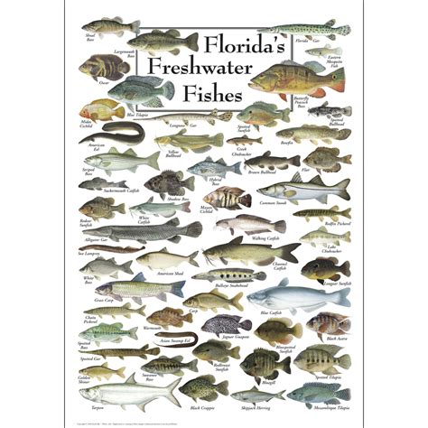 Florida Freshwater Fish Chart