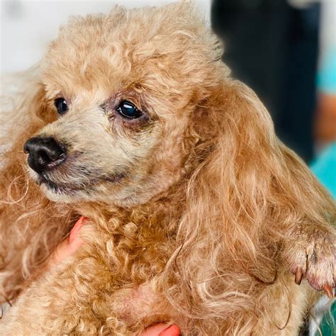 florida poodle rescue