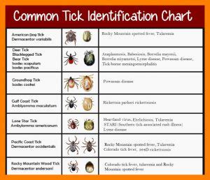 Florida Tick Identification Chart