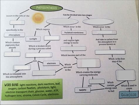 flowchart photosynthesis graphic organizer answers PDF