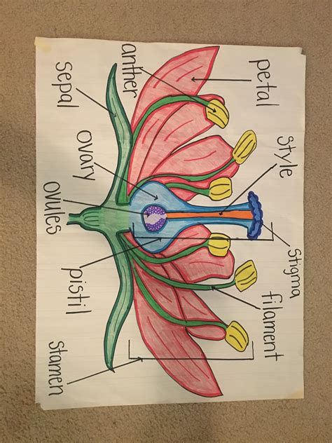 flower diagram for kids to label pdf Doc