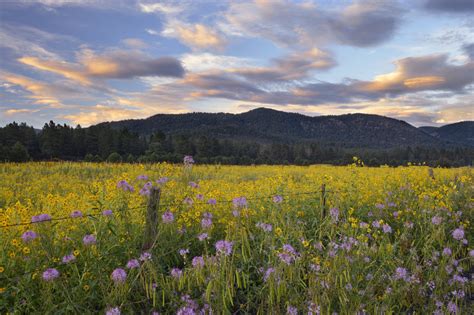 flower shops in flagstaff az