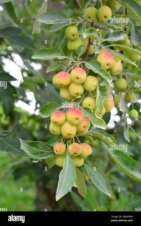 flowering crabapples the genus malus Doc