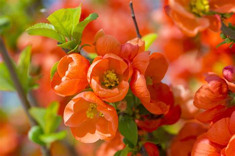 flowering quince