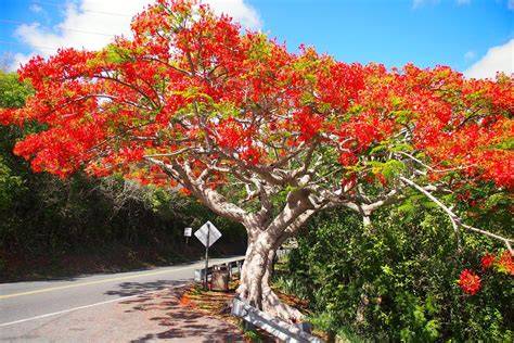 flowering trees of the carribean Kindle Editon