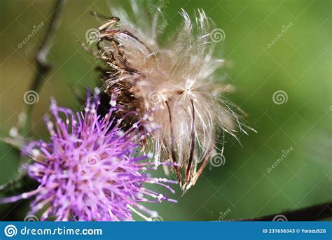 flowers and fluff