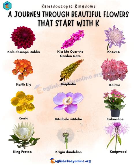 flowers beginning with k