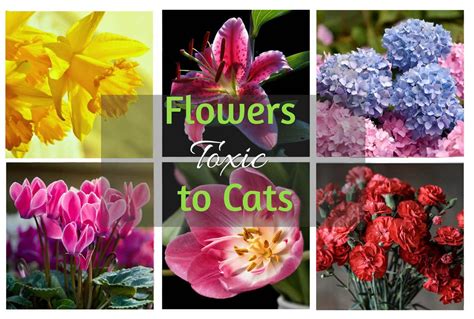 flowers cats are allergic to