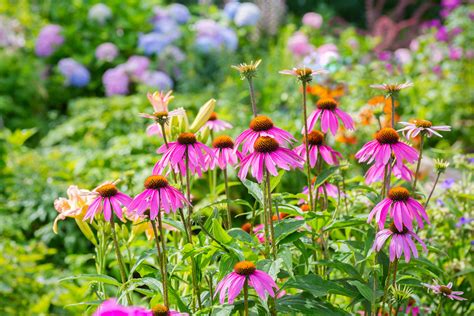 flowers perennials