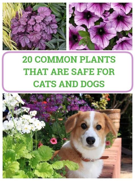 flowers safe for dogs