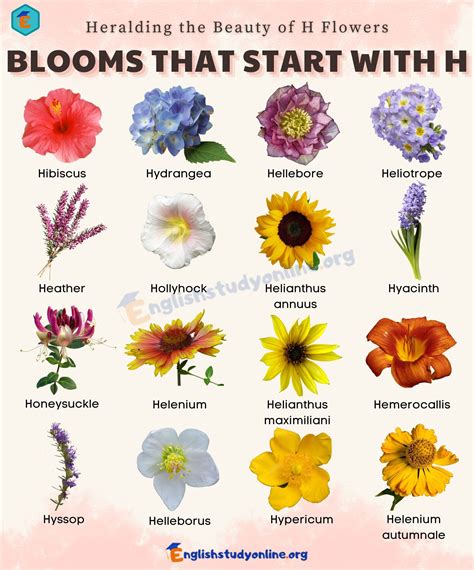 flowers that start with an h