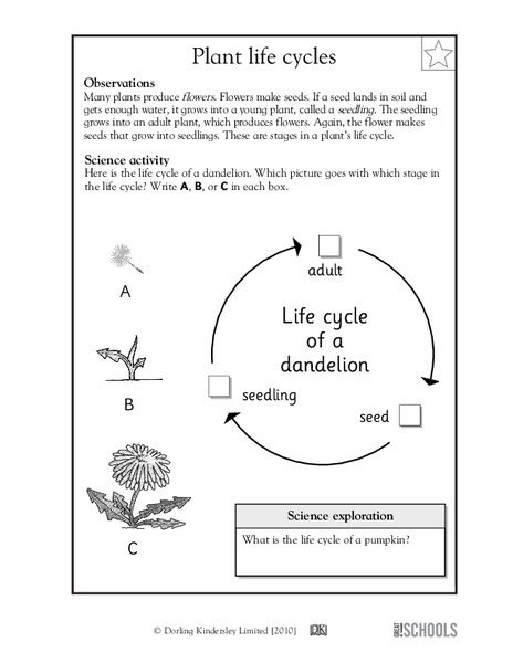 flowers their life cycles answer key Reader