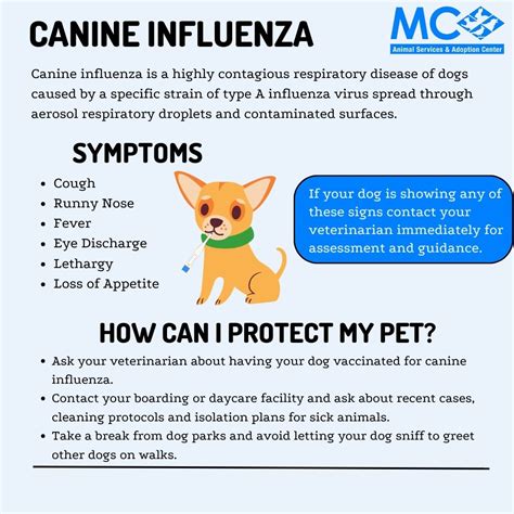 flu virus in dogs