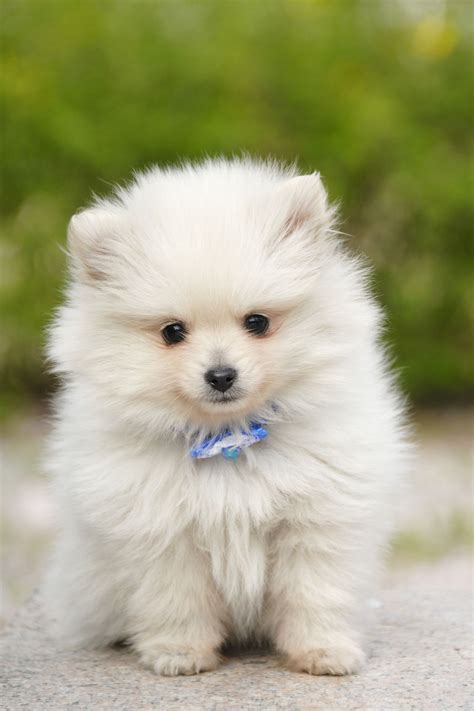 fluffy mini dog