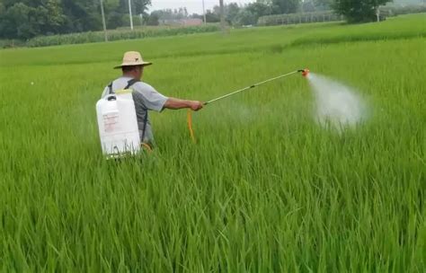 foliar fertilizer application