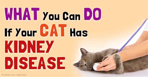 food for cats with kidney problems